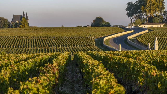Photo d'une route au milieu des vignobles du Médoc